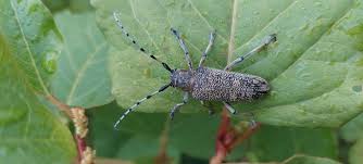 Attēlu rezultāti vaicājumam “Saperda carcharias”