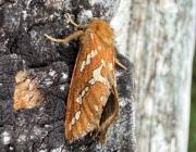 Attēlu rezultāti vaicājumam “Phymatopus hecta”