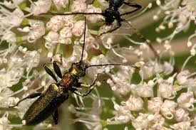 Attēlu rezultāti vaicājumam “Chrysanthia geniculata”
