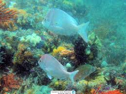 Image result for Chrysoblephus cristiceps