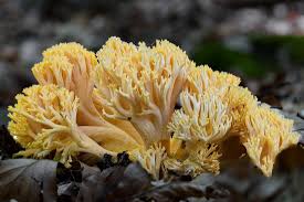 Attēlu rezultāti vaicājumam “Ramaria flava”