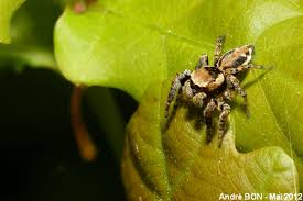 Attēlu rezultāti vaicājumam “Evarcha falcata”