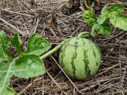 Attēlu rezultāti vaicājumam “Citrullus lanatus leaf”
