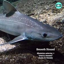 Image result for Mustelus asterias