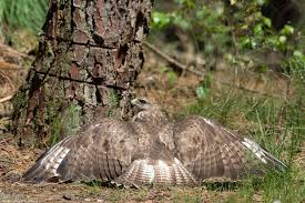 Attēlu rezultāti vaicājumam “Buteo buteo adult”