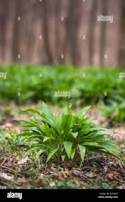 Attēlu rezultāti vaicājumam “Allium ursinum leaf”