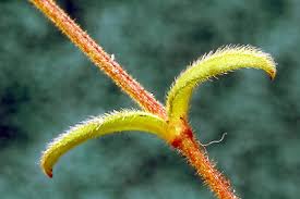 Attēlu rezultāti vaicājumam “Cerastium semidecandrum bud”