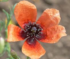 Attēlu rezultāti vaicājumam “Papaver argemone flower”