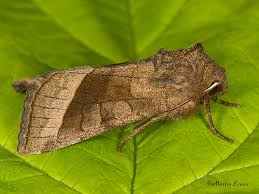 Attēlu rezultāti vaicājumam “Hydraecia micacea”