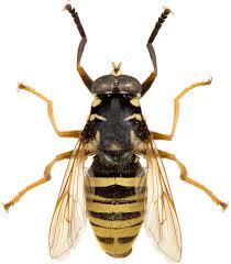 Attēlu rezultāti vaicājumam “Temnostoma vespiforme”