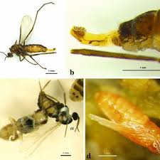 Attēlu rezultāti vaicājumam “Stemonitopsis hyperopta var. landewaldii macro”