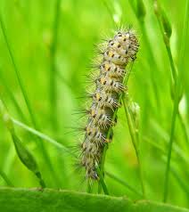 Attēlu rezultāti vaicājumam “Cystiphora sanguinea larva”