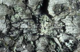 Attēlu rezultāti vaicājumam “Philodromus margaritatus”