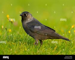 Attēlu rezultāti vaicājumam “Corvus monedula adult”