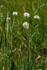 Attēlu rezultāti vaicājumam “Trifolium montanum”