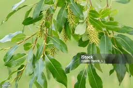 Attēlu rezultāti vaicājumam “Salix pentandra”