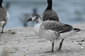 Attēlu rezultāti vaicājumam “Branta bernicla adult”