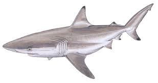 Image result for Carcharhinus acronotus