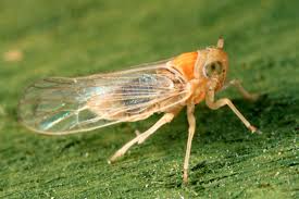 Attēlu rezultāti vaicājumam “Delphacidae”