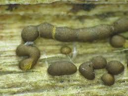 Attēlu rezultāti vaicājumam “Gulielmina vermicularis macro”