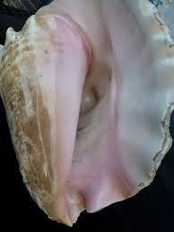 Image result for Aliger gigas