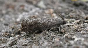 Attēlu rezultāti vaicājumam “Grapholita funebrana”