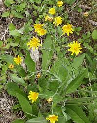 Attēlu rezultāti vaicājumam “Hieracium vulgatum leaf”