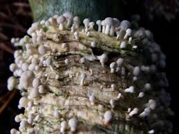 Attēlu rezultāti vaicājumam “Phleogena faginea stalked”