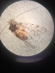 Attēlu rezultāti vaicājumam “Psococerastis gibbosa”