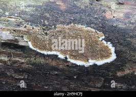 Attēlu rezultāti vaicājumam “Coniophora puteana”