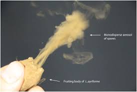 Attēlu rezultāti vaicājumam “Badhamiopsis macrospora spores”