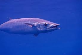 Image result for Acanthocybium solandri