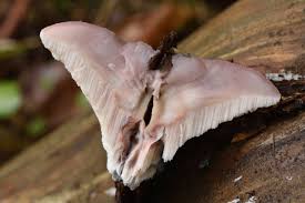 Attēlu rezultāti vaicājumam “Leptoporus mollis”