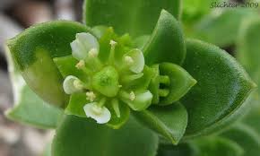Attēlu rezultāti vaicājumam “Honckenya peploides flower”