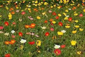 Image result for Papaver nudicaule