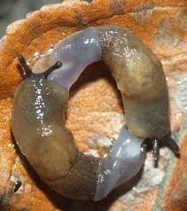 Attēlu rezultāti vaicājumam “Krynickillus melanocephalus”