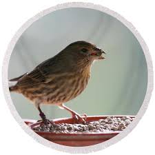 Attēlu rezultāti vaicājumam “Carduelis cannabina”