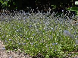 Attēlu rezultāti vaicājumam “Myosotis stricta”