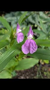 Attēlu rezultāti vaicājumam “Colchicum luteum flower”