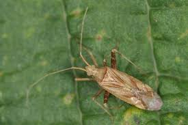 Attēlu rezultāti vaicājumam “Phytocoris varipes”