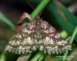 Attēlu rezultāti vaicājumam “Ematurga atomaria”