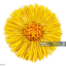 Attēlu rezultāti vaicājumam “Tussilago farfara bud”