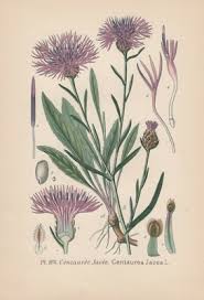 Attēlu rezultāti vaicājumam “Centaurea jacea”