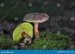 Attēlu rezultāti vaicājumam “Xerocomus pruinatus”