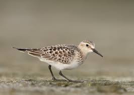 Image result for Calidris bairdii