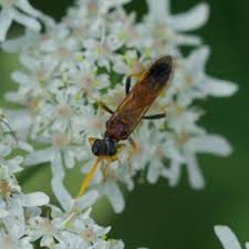 Attēlu rezultāti vaicājumam “Tenthredo campestris”