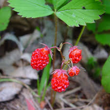 Attēlu rezultāti vaicājumam “Fragaria vesca fruit”