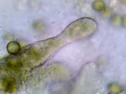 Attēlu rezultāti vaicājumam “Symphytocarpus flaccidus”