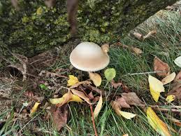 Attēlu rezultāti vaicājumam “Hypsizygus ulmarius”