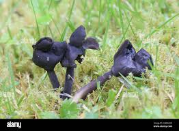 Attēlu rezultāti vaicājumam “Helvella atra”